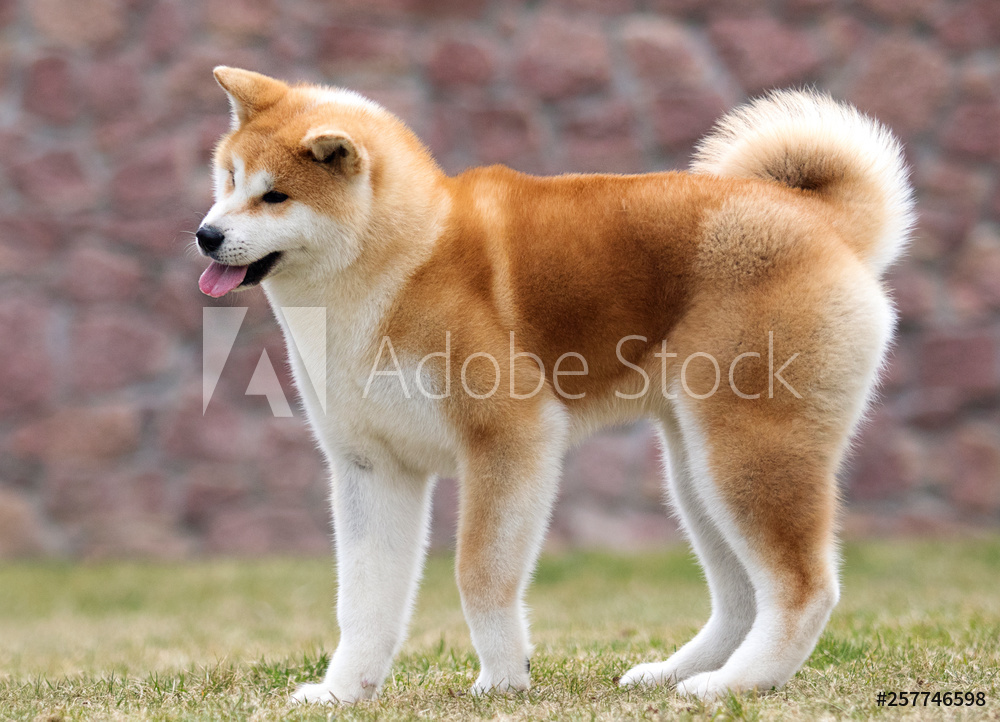 Japanese Akita Inu dog for a walk from Wallmural | Wallpassion